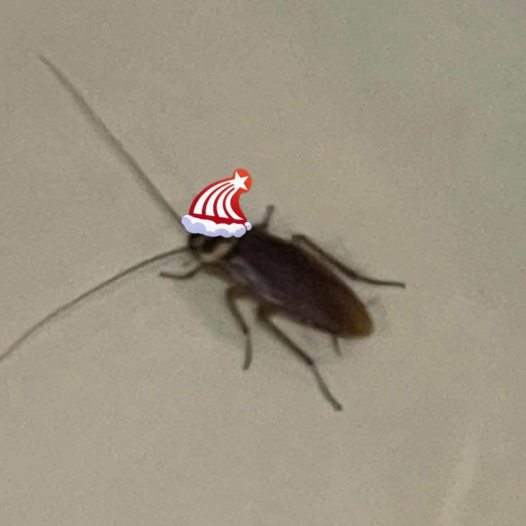 西木　　　　　　🪳