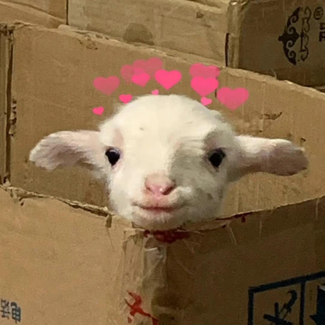 小🐑咩咩仔