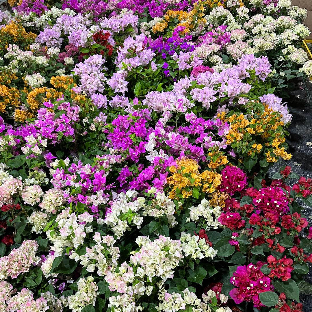 花先生三角梅花卉