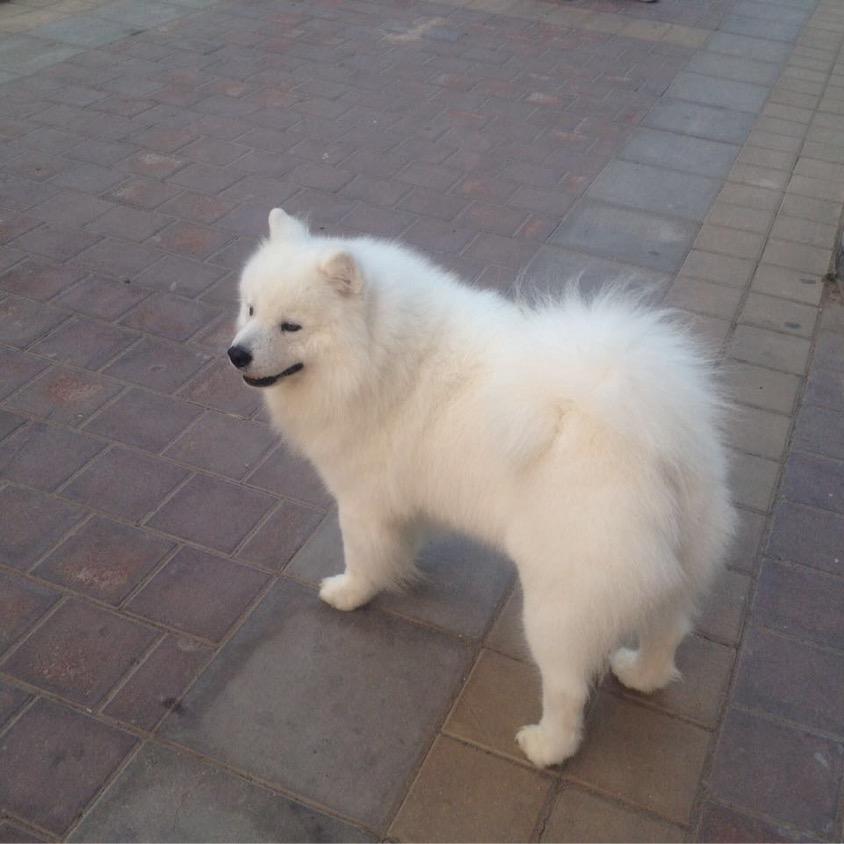 爱玩游戏的大豆子