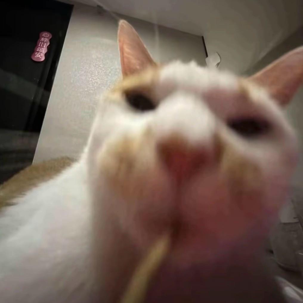 kt冒🐱头像