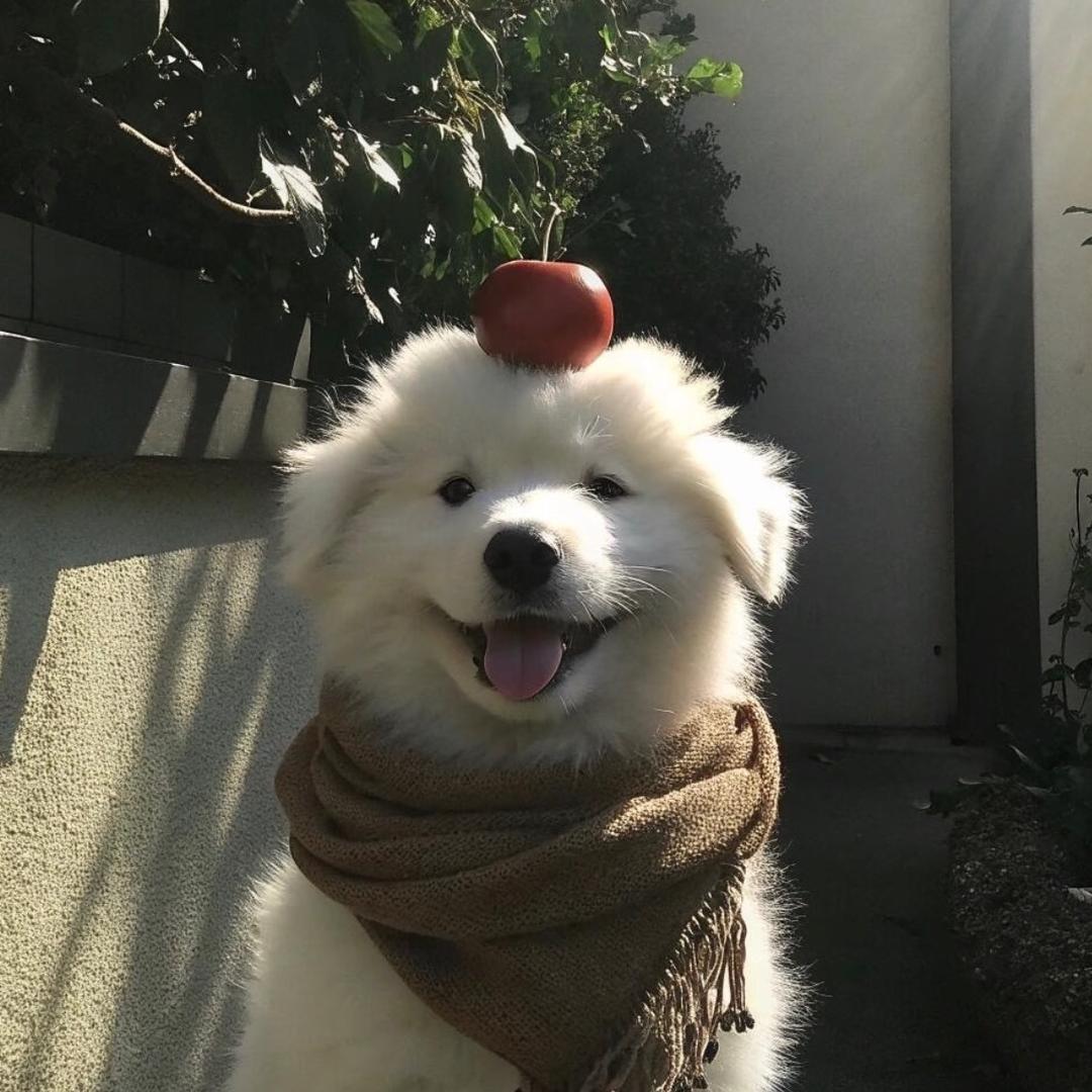 淑女
