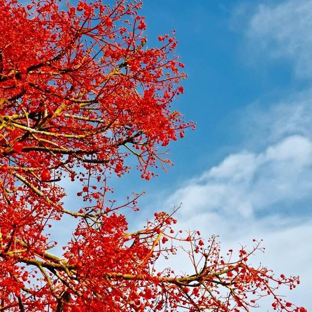 看戏大爷（沈巍迷）