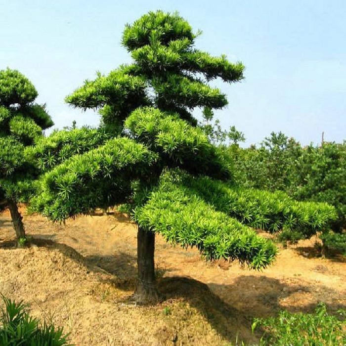 四川金丝楠种植专业合作社