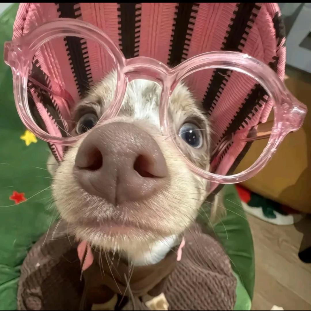 晕碳选手