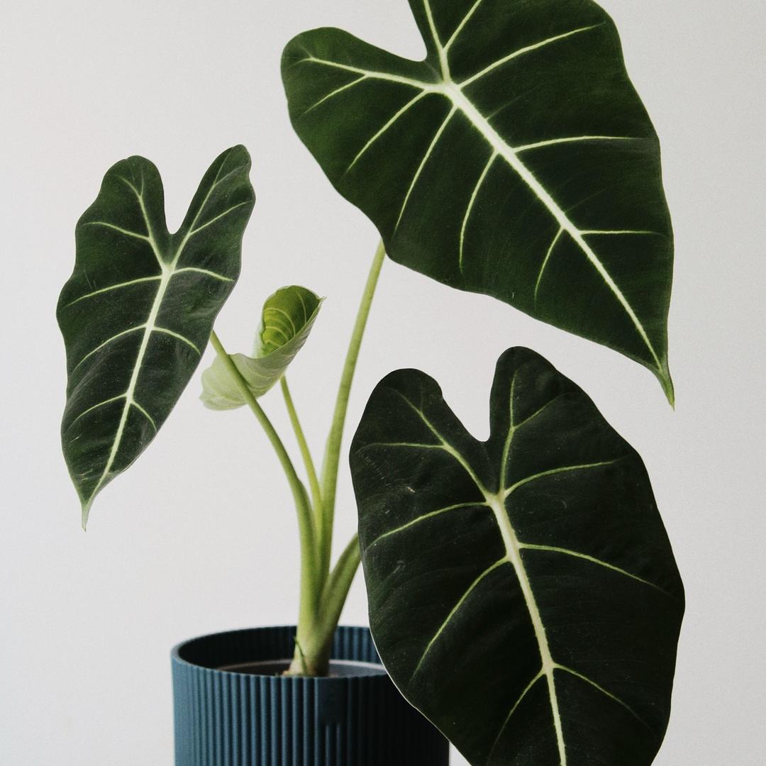 有植依