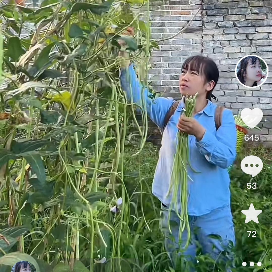 农村燕子记录日常