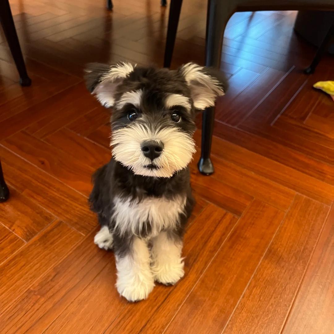 精品小体犬比熊雪纳瑞