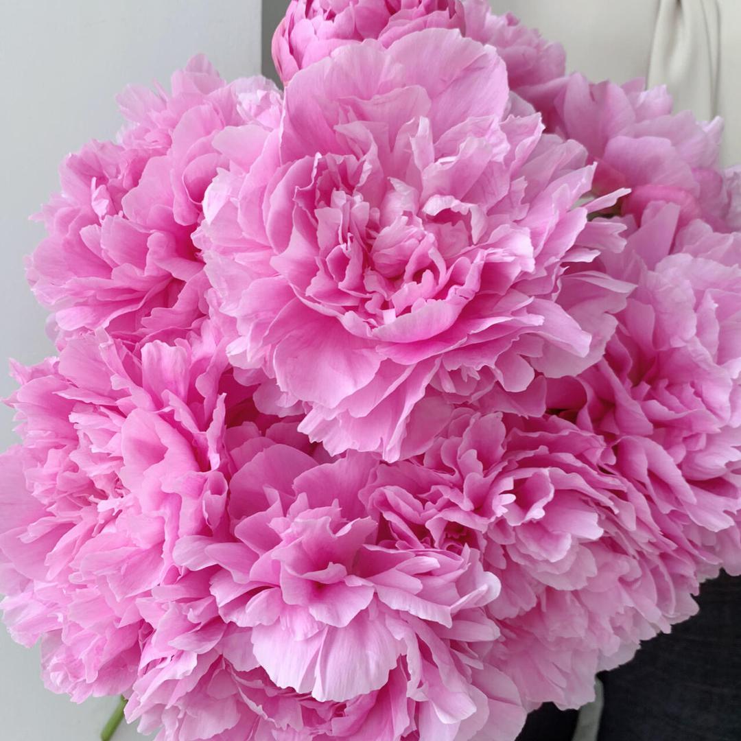 鲁新花卉优品