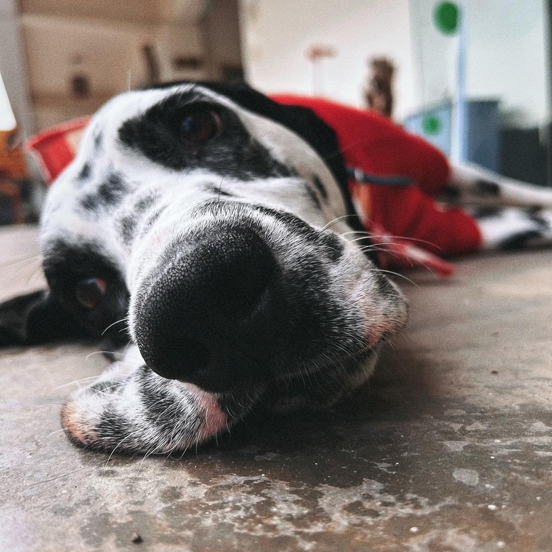 斑点狗COFFEE「🐶志强」