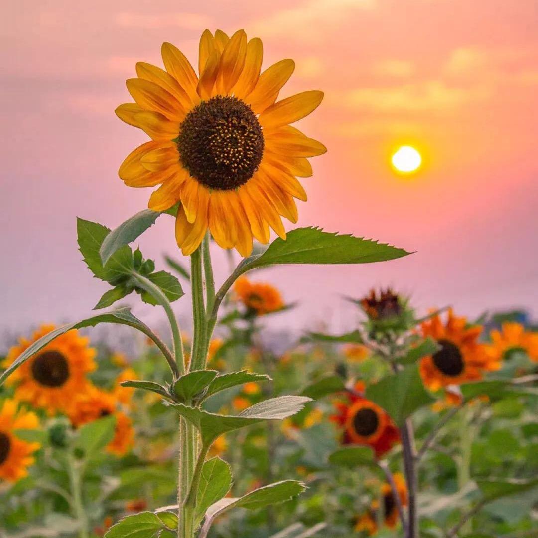 向日葵🌻