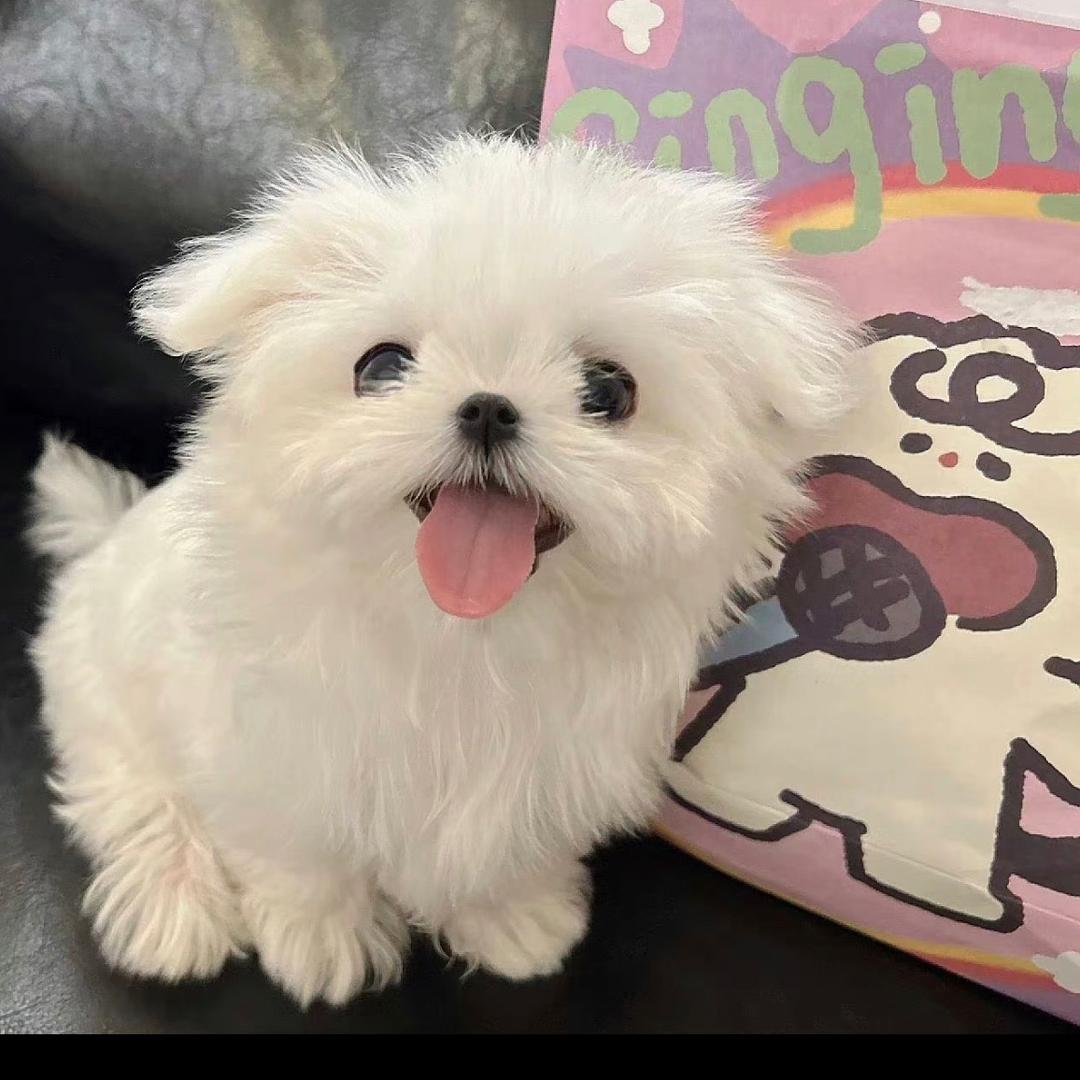 不靠谱小狗🐶