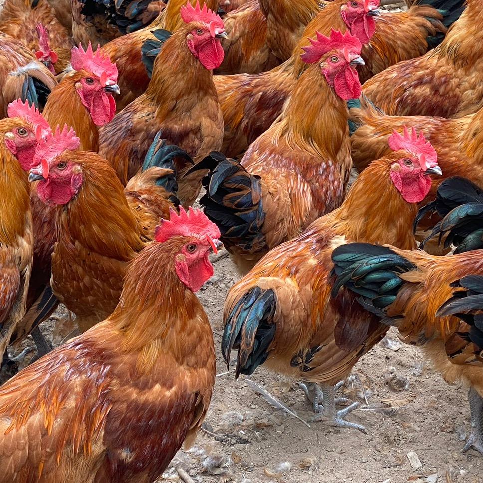 常年出售脱温鸡成品鸡鹅