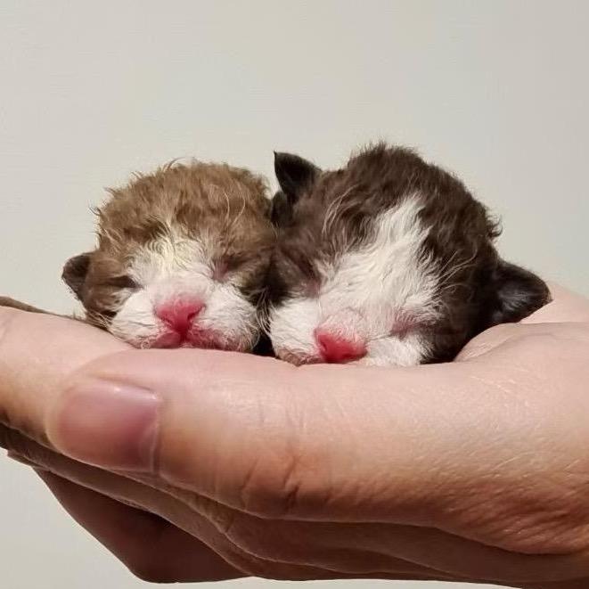 不打烊の宠物店老板