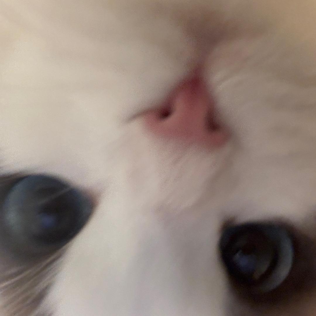 大炮不是小脑斧