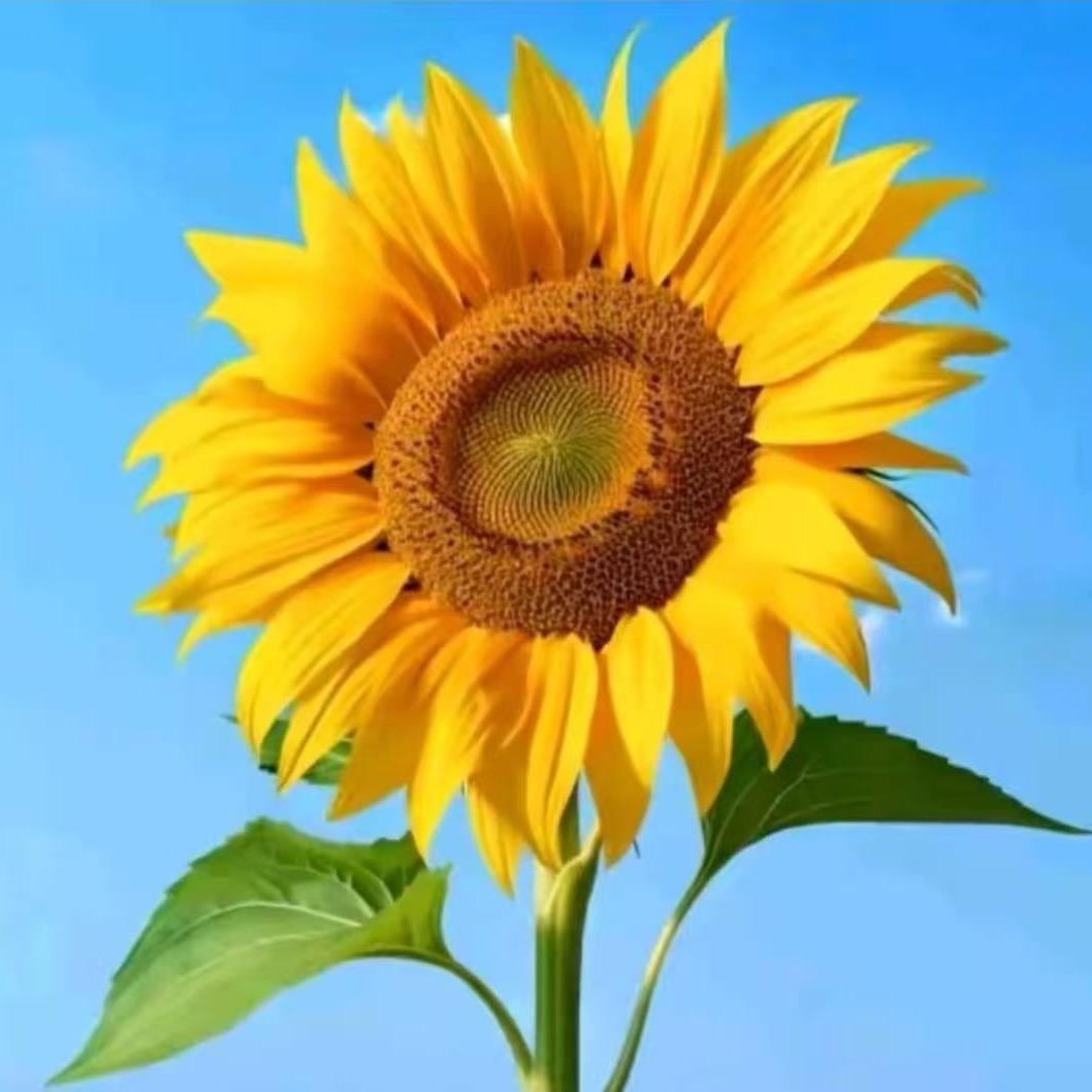 糖糖（小游戏推广）