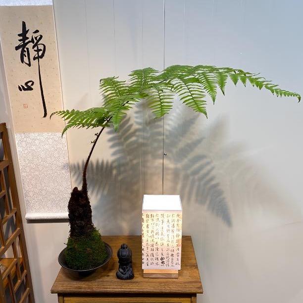 花财绿植
