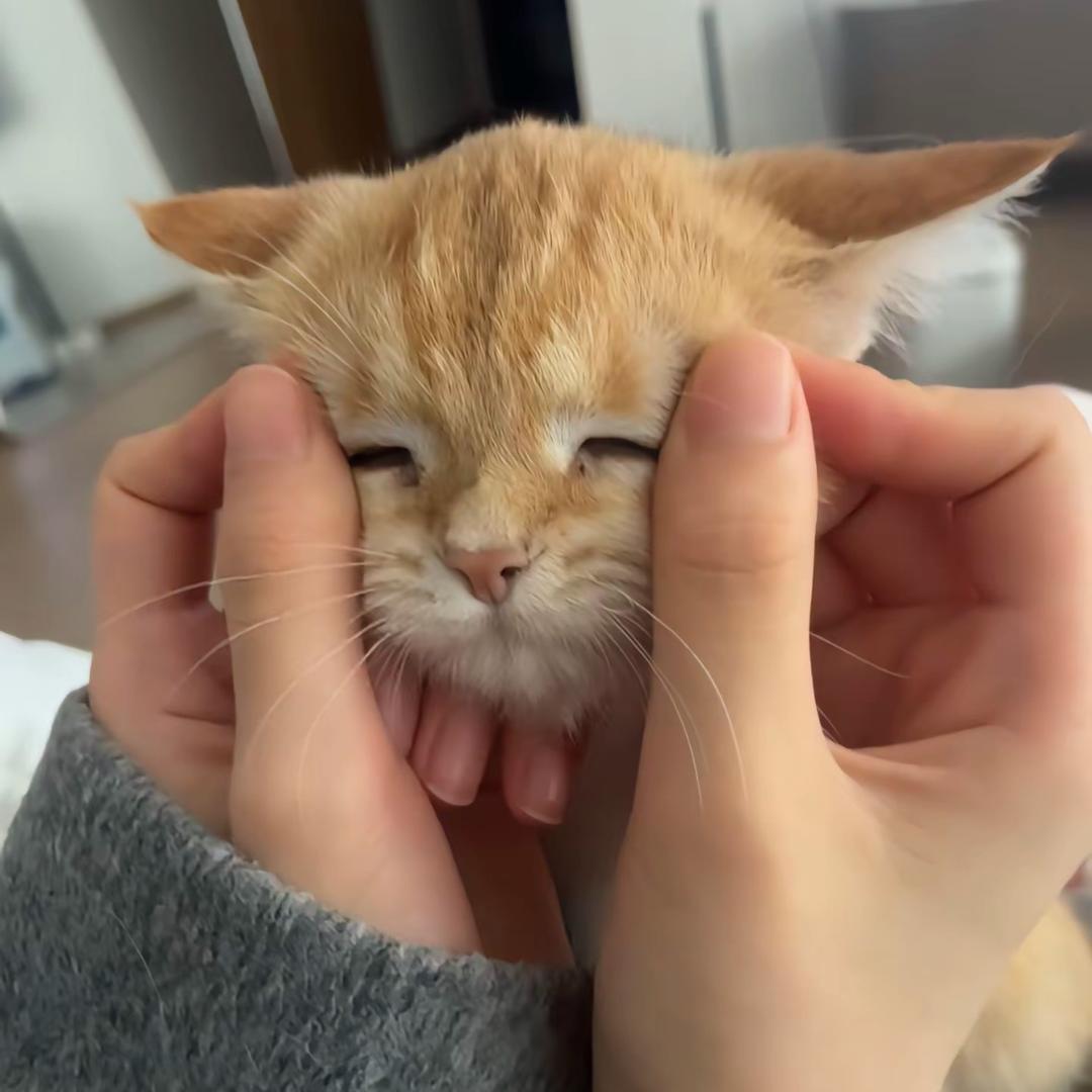 顾顾小8