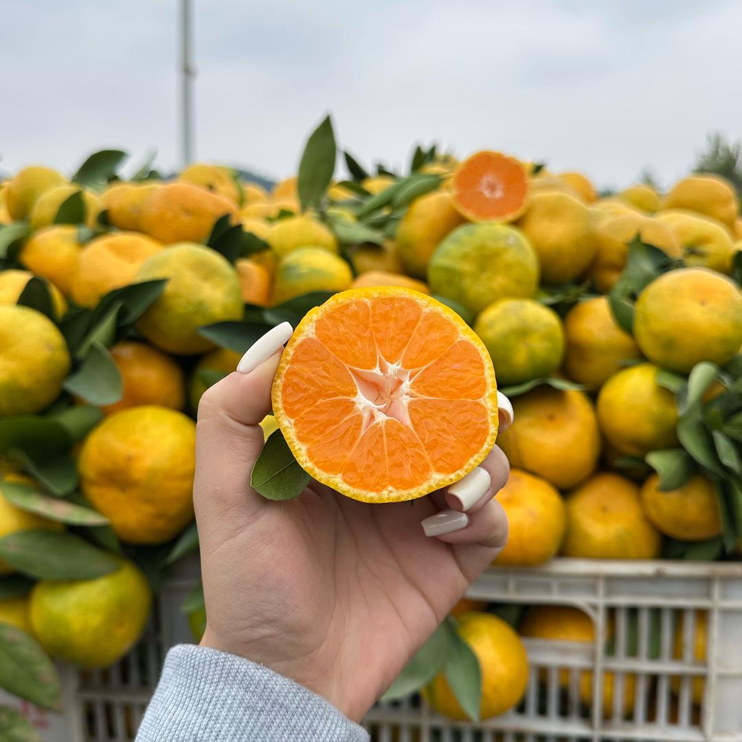 水果主理人钱多多