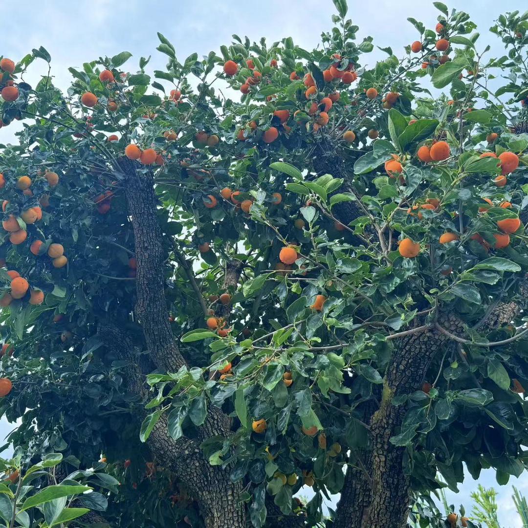 এღ᭄ꦿ꯭无忧℘