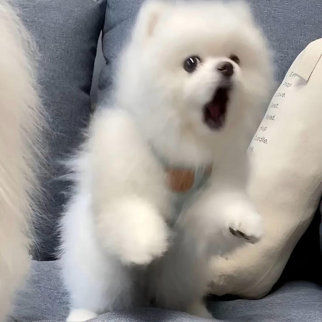 汐辰游戏铺（赔+代）