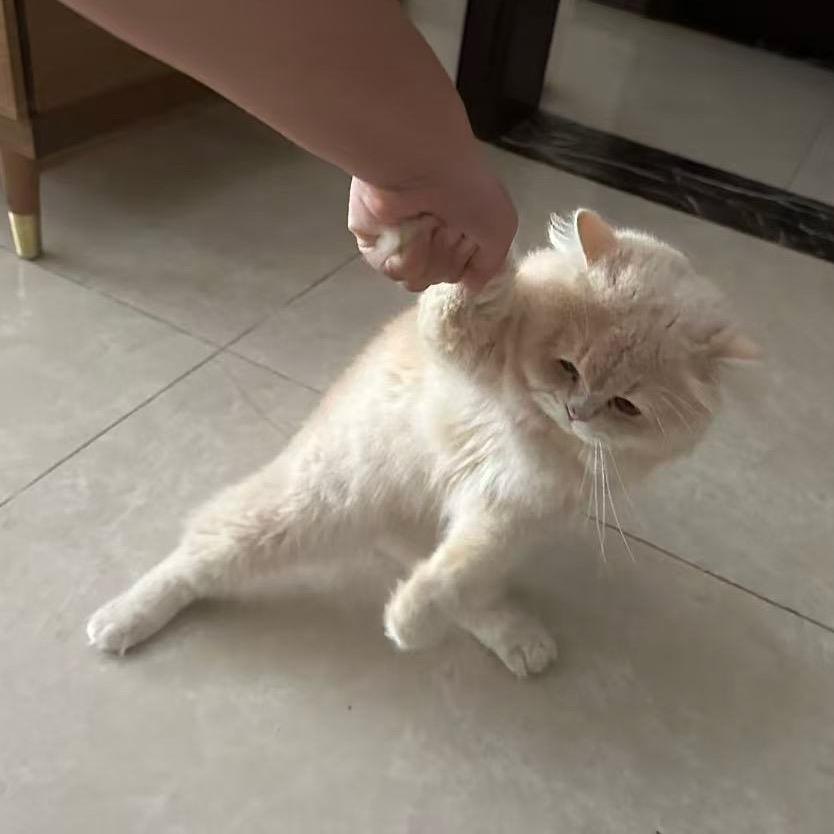 糖糖🍬