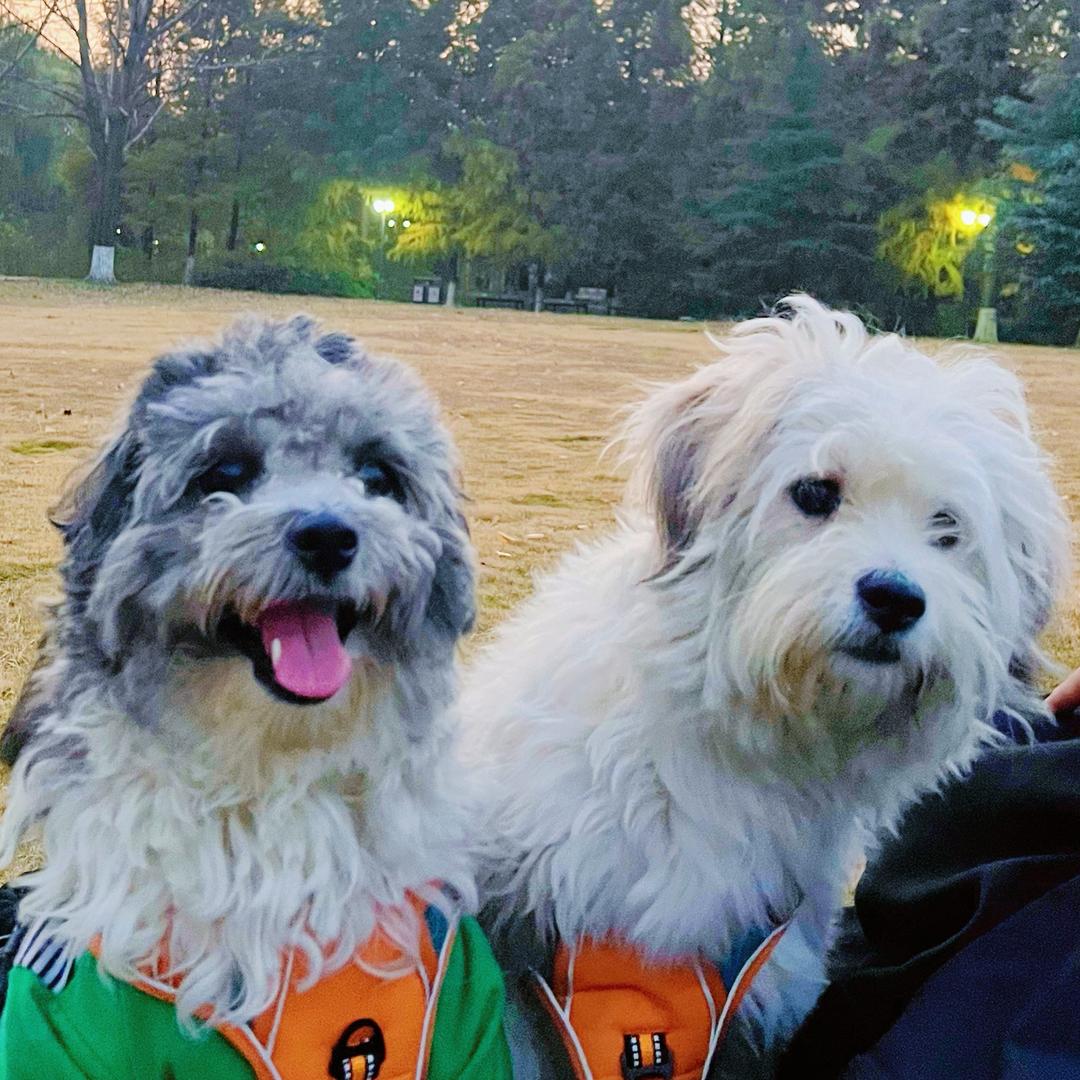 阿拉蕾的汪汪汪