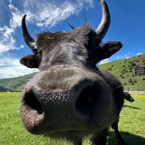 西伯利亚大野牛🦬