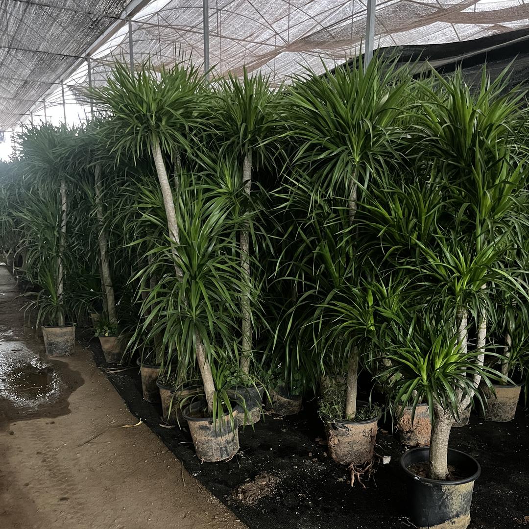 锦鲤绿植基地