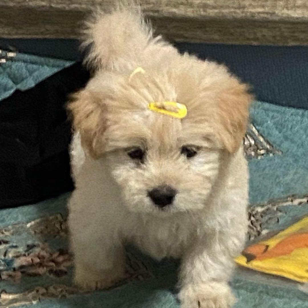 小珠在江湖（燕云十六声）