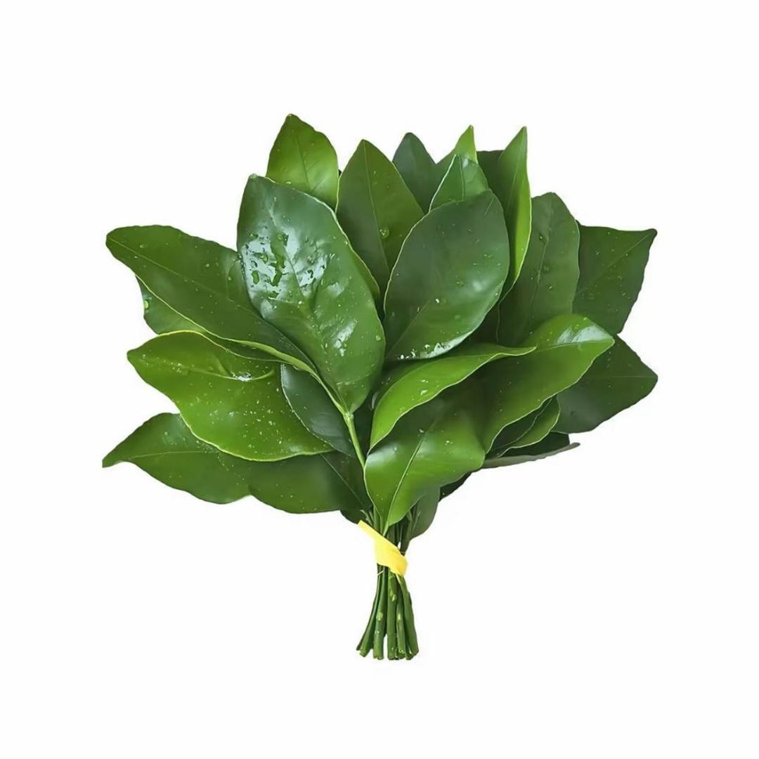 早安小鱼
