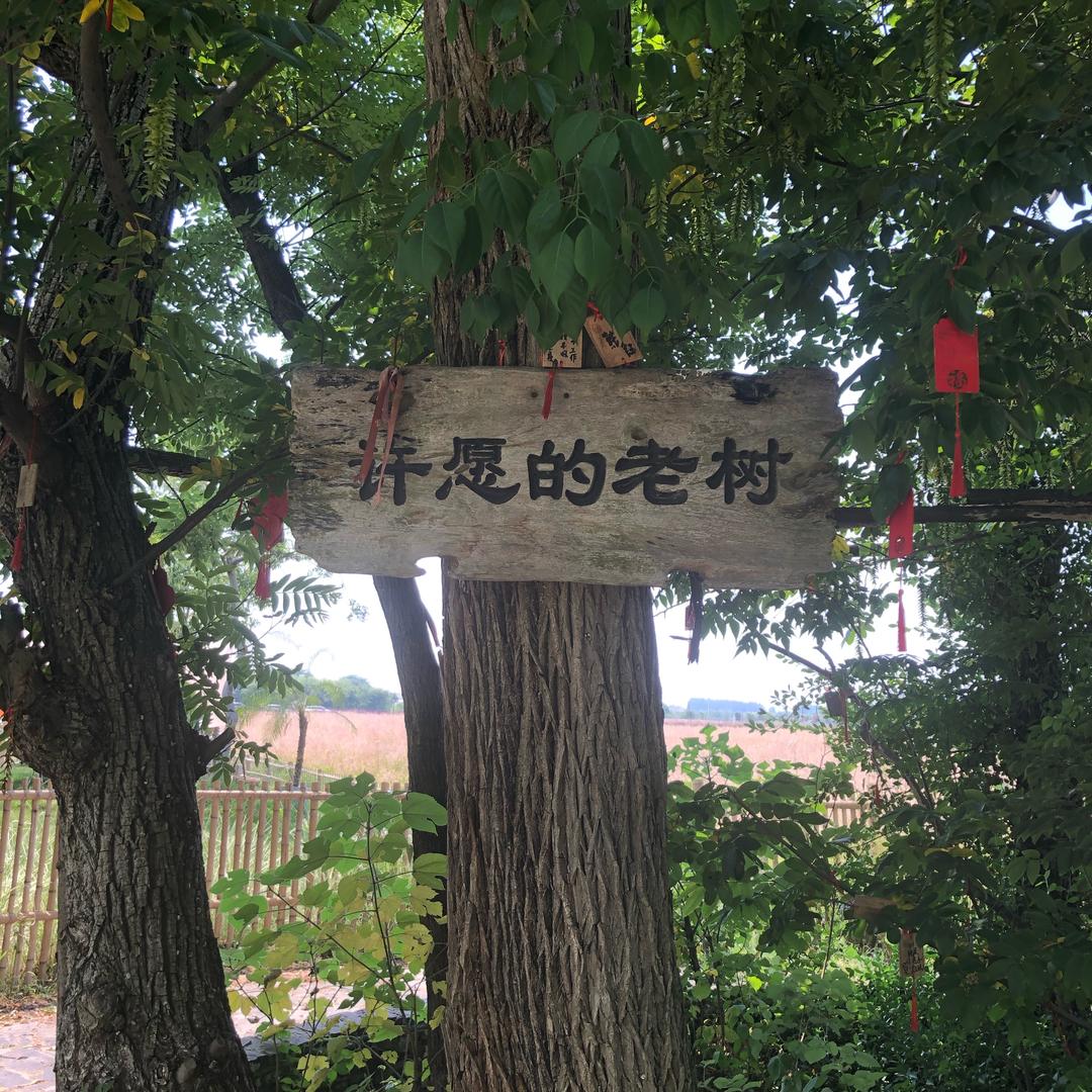 燕子