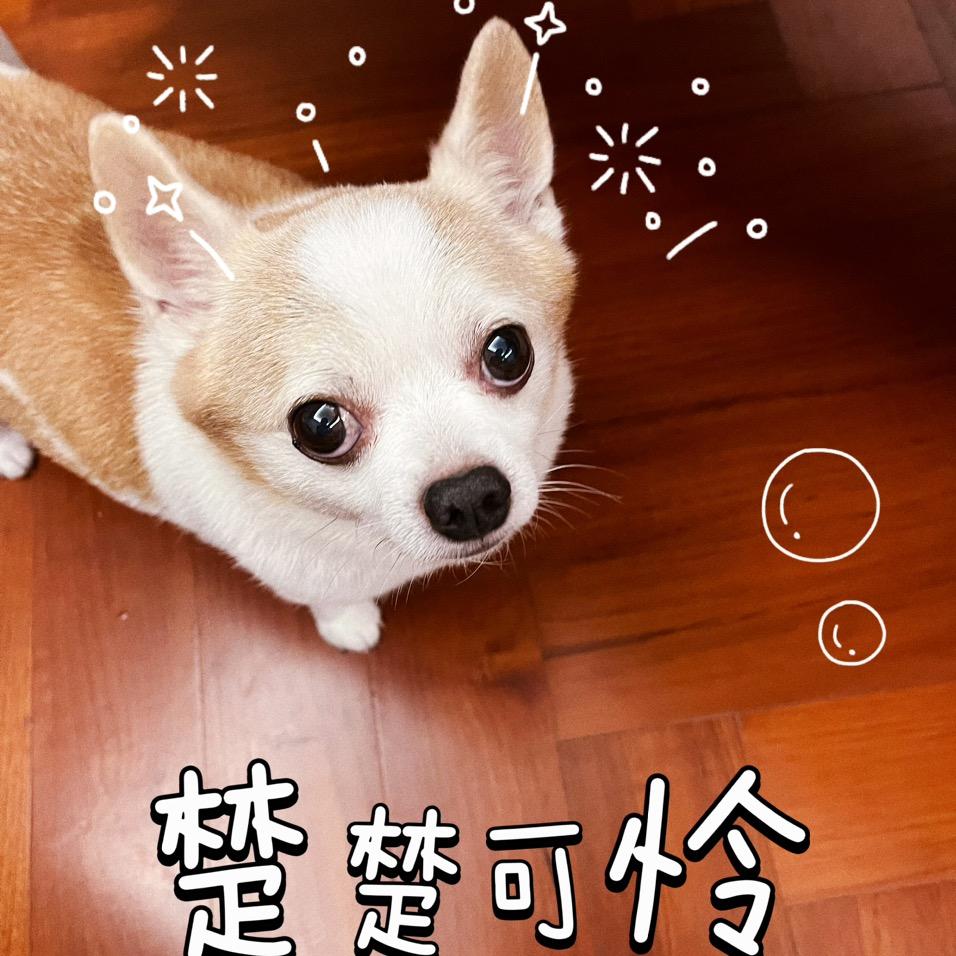 巨型吉娃娃豆豆