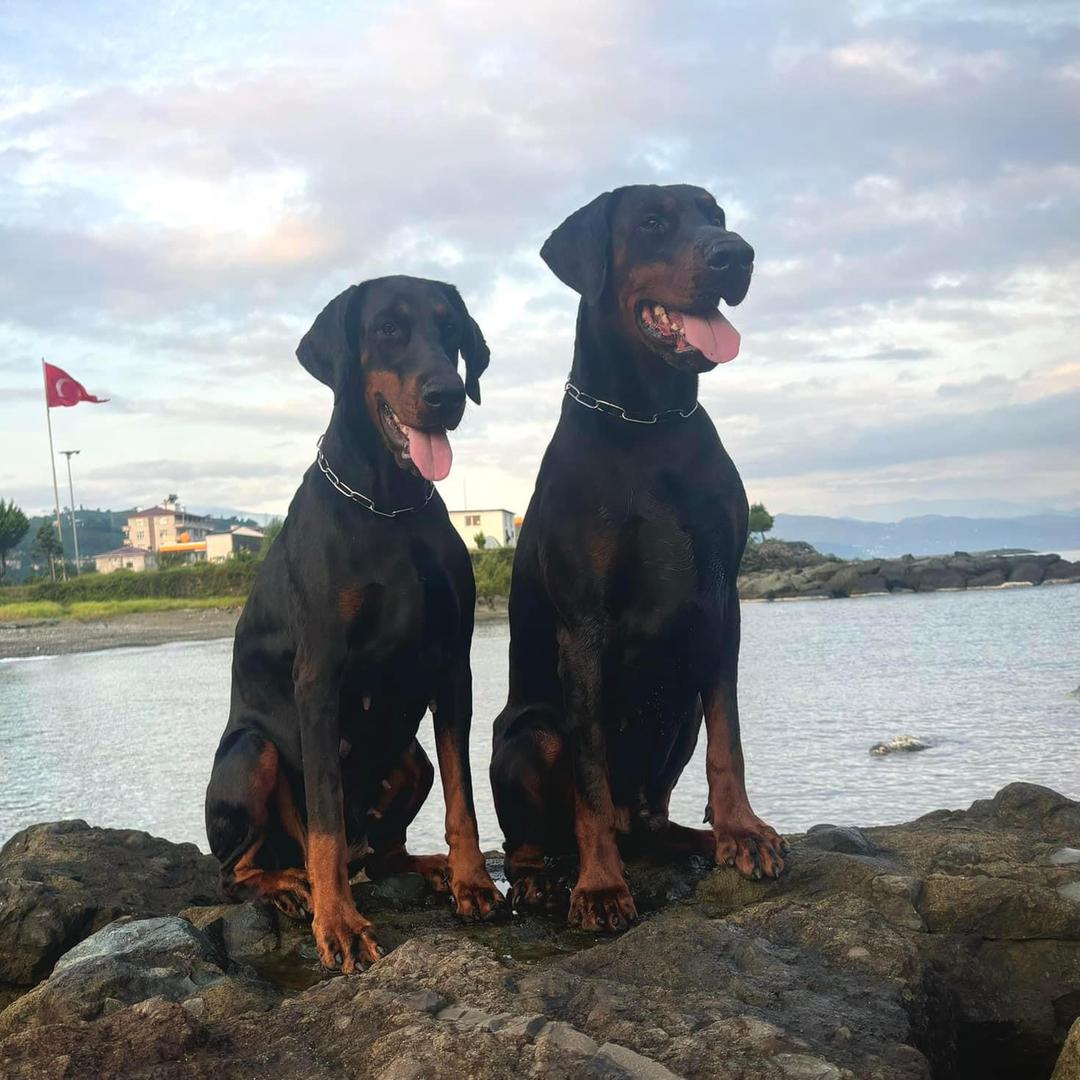 临沂沂河琅琊杜宾犬舍