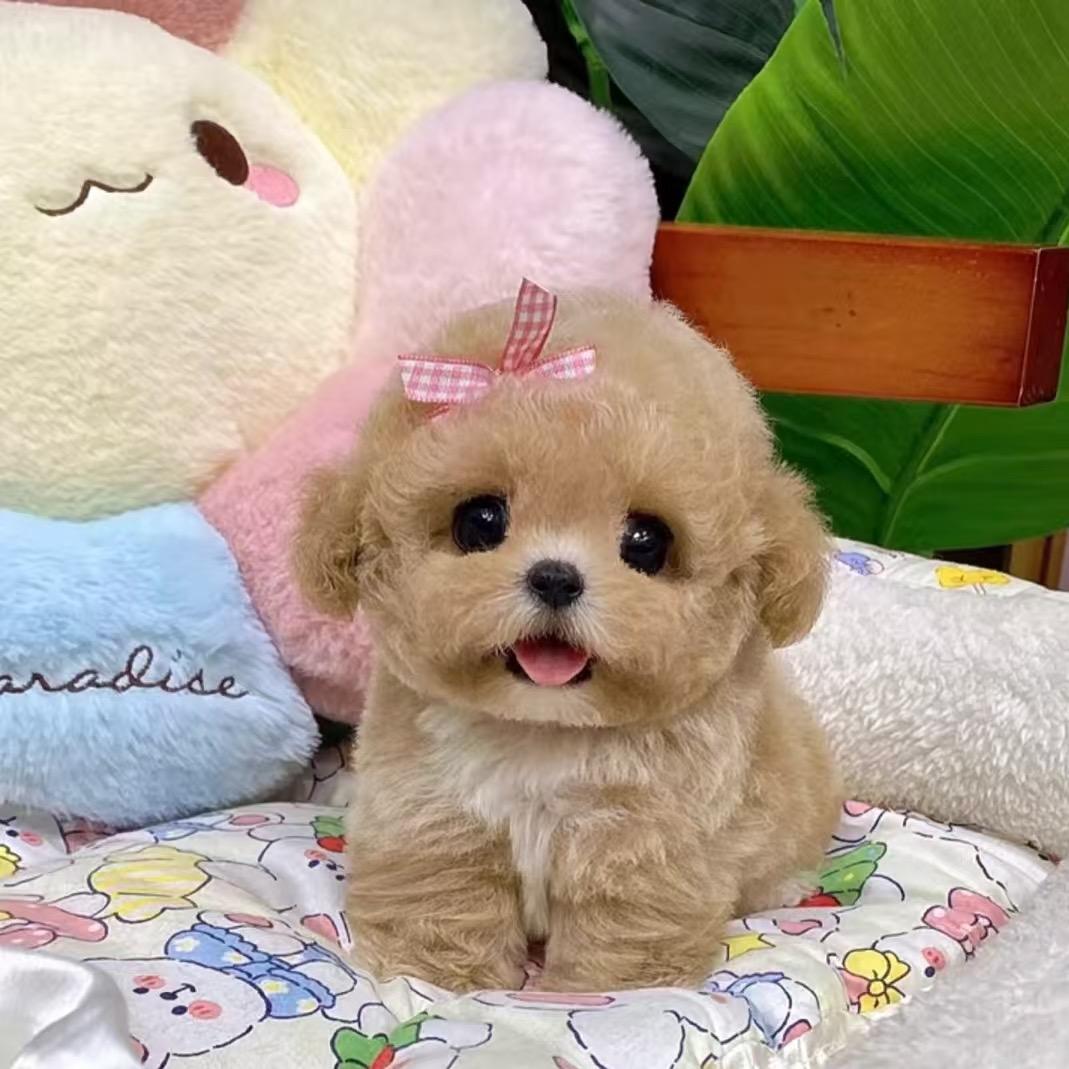 叫兽家韩系萌宠俱乐部🐩