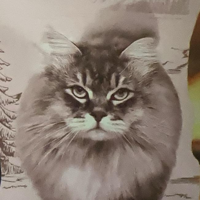 咩咩是只🐱