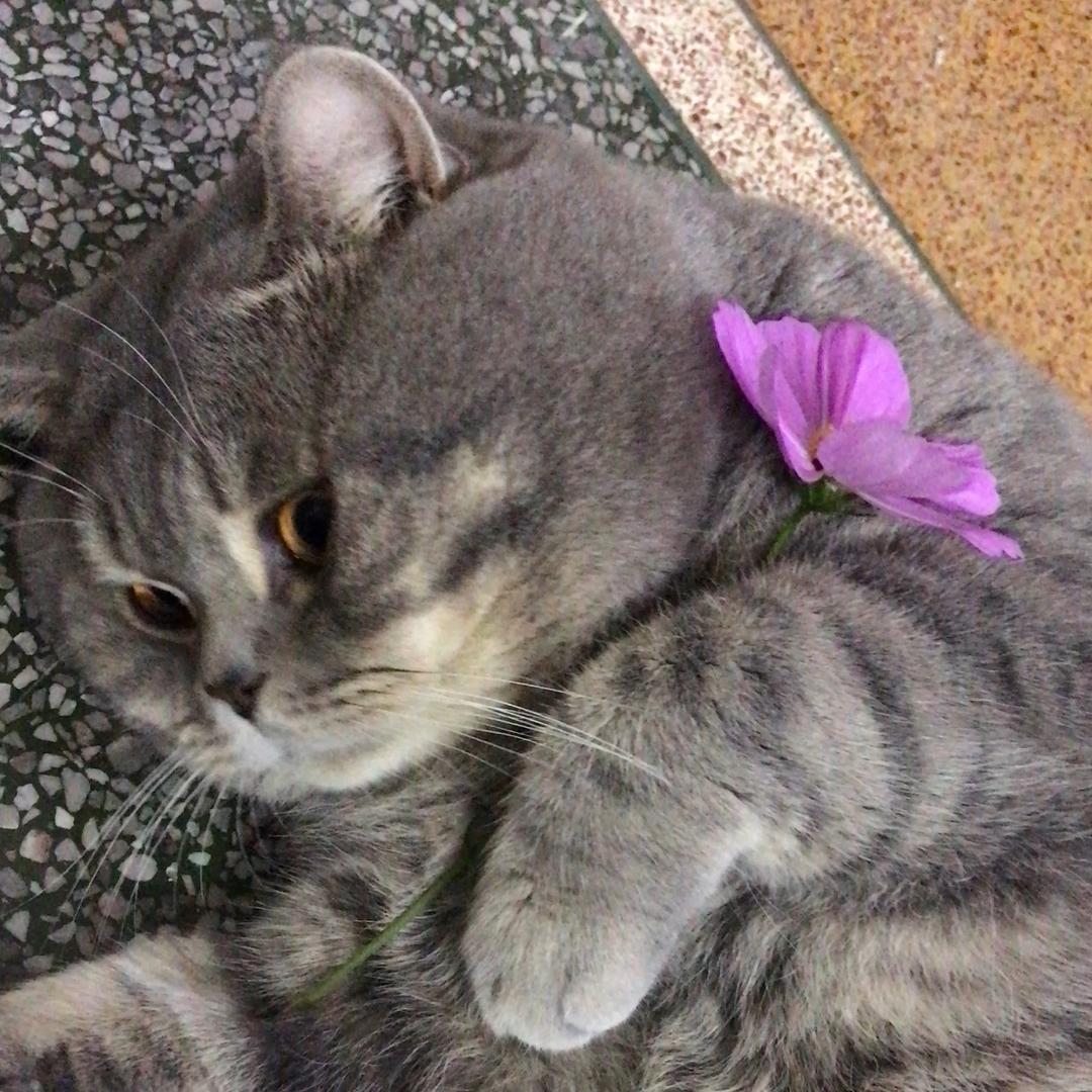 郑抹茶