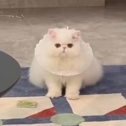 喵等等