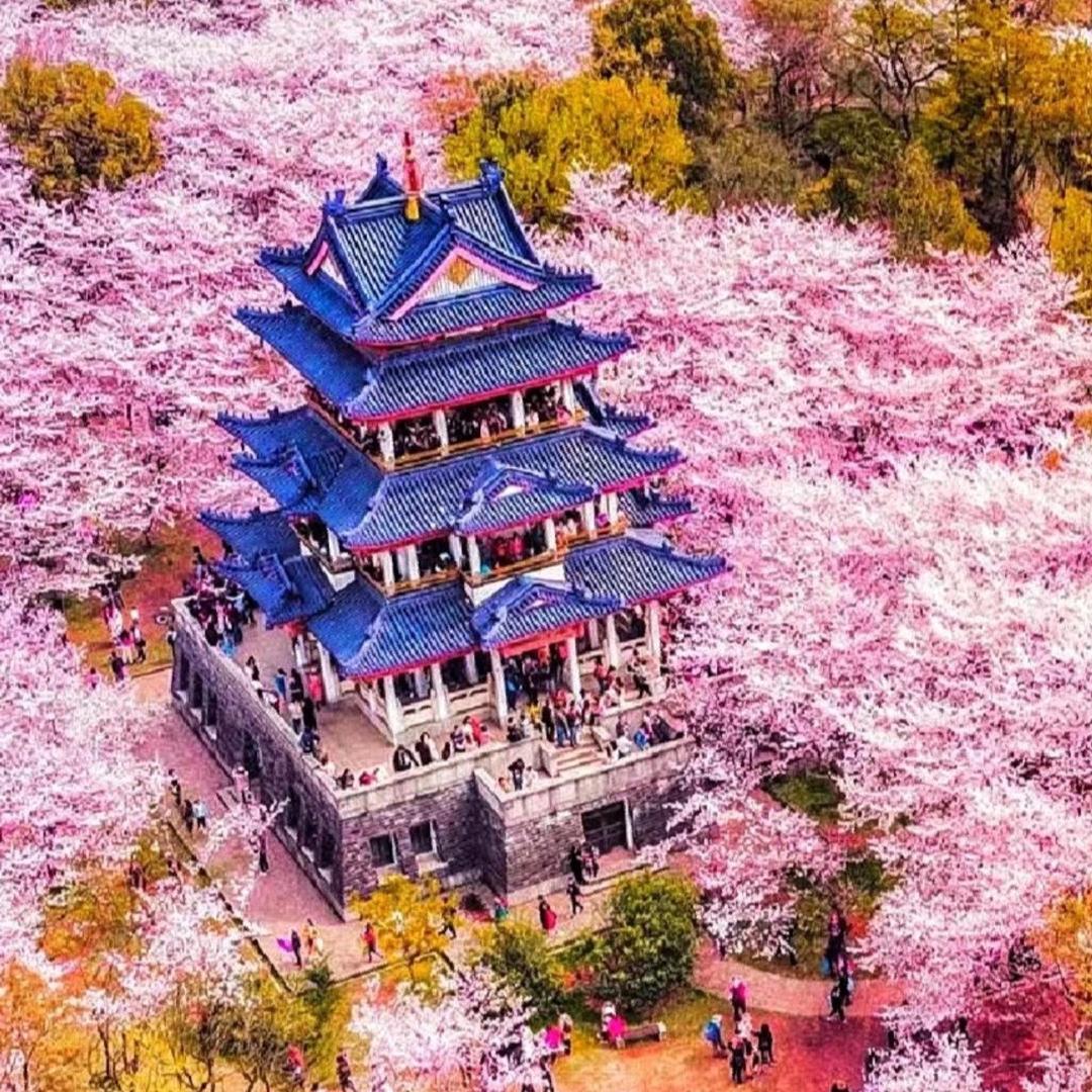 猪猪侠惠吃