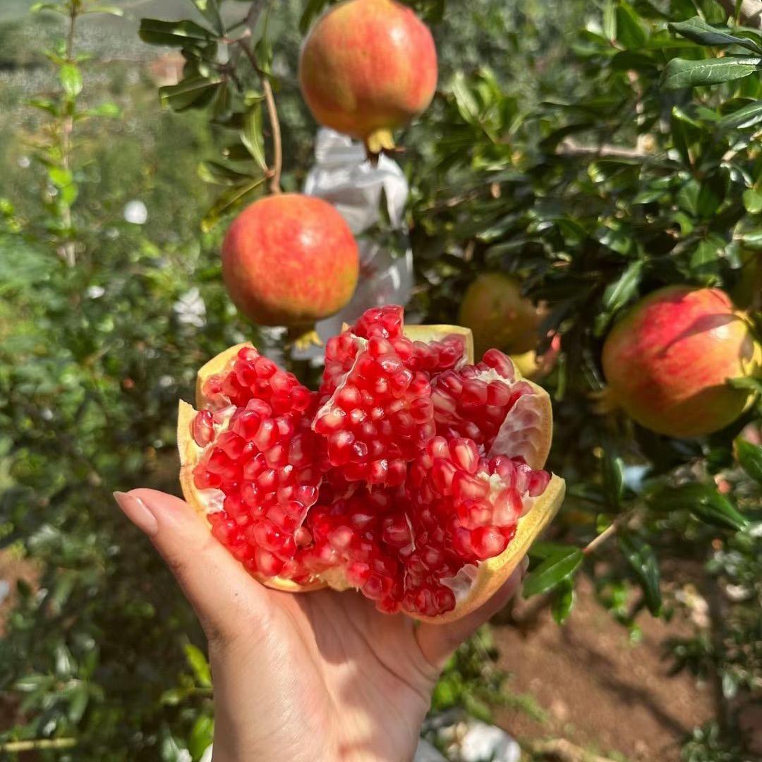 娇榴突尼斯软籽石榴树苗批发原产地