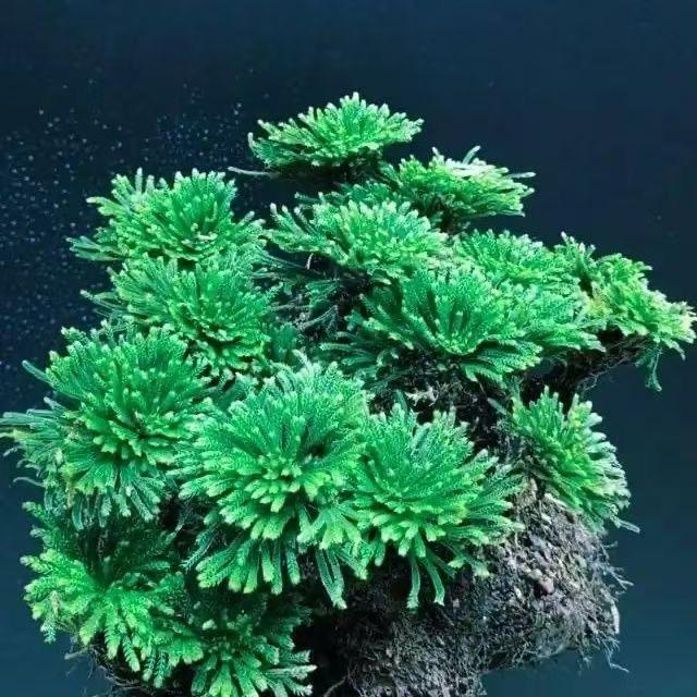 黎川茹煜园艺工艺优品店