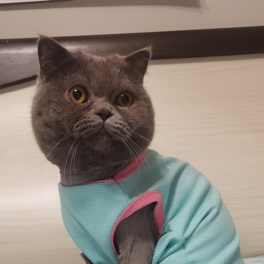 彩彩的皮蛋