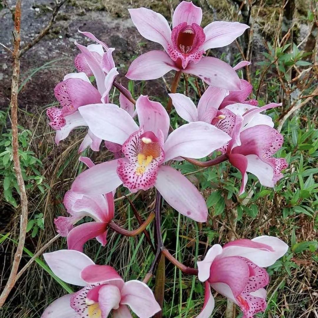 彭氏虎花汇