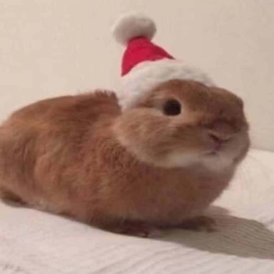 小老鼠哒哒哒哒