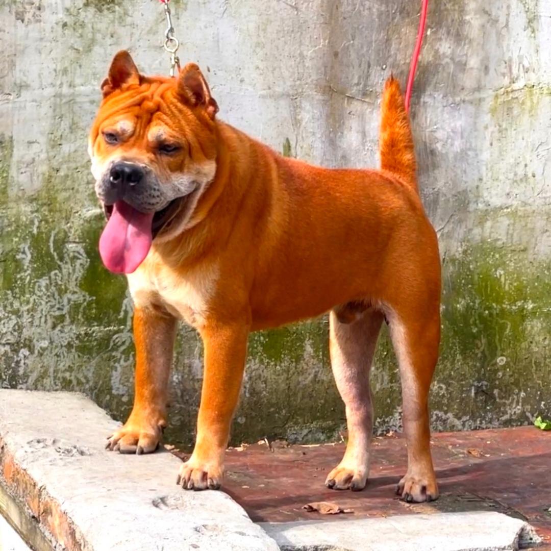 博亿（黄狗白面养殖基地）