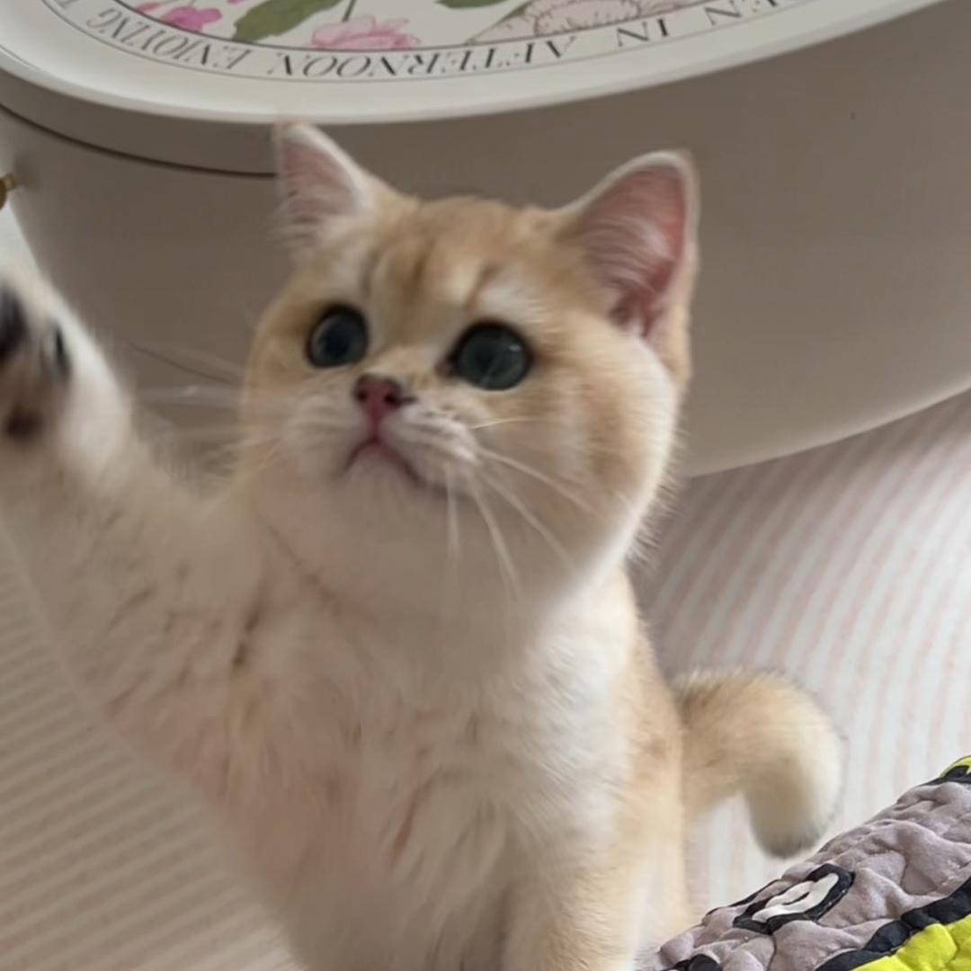 六六🐱