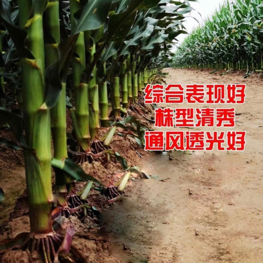 台安农业发展集团