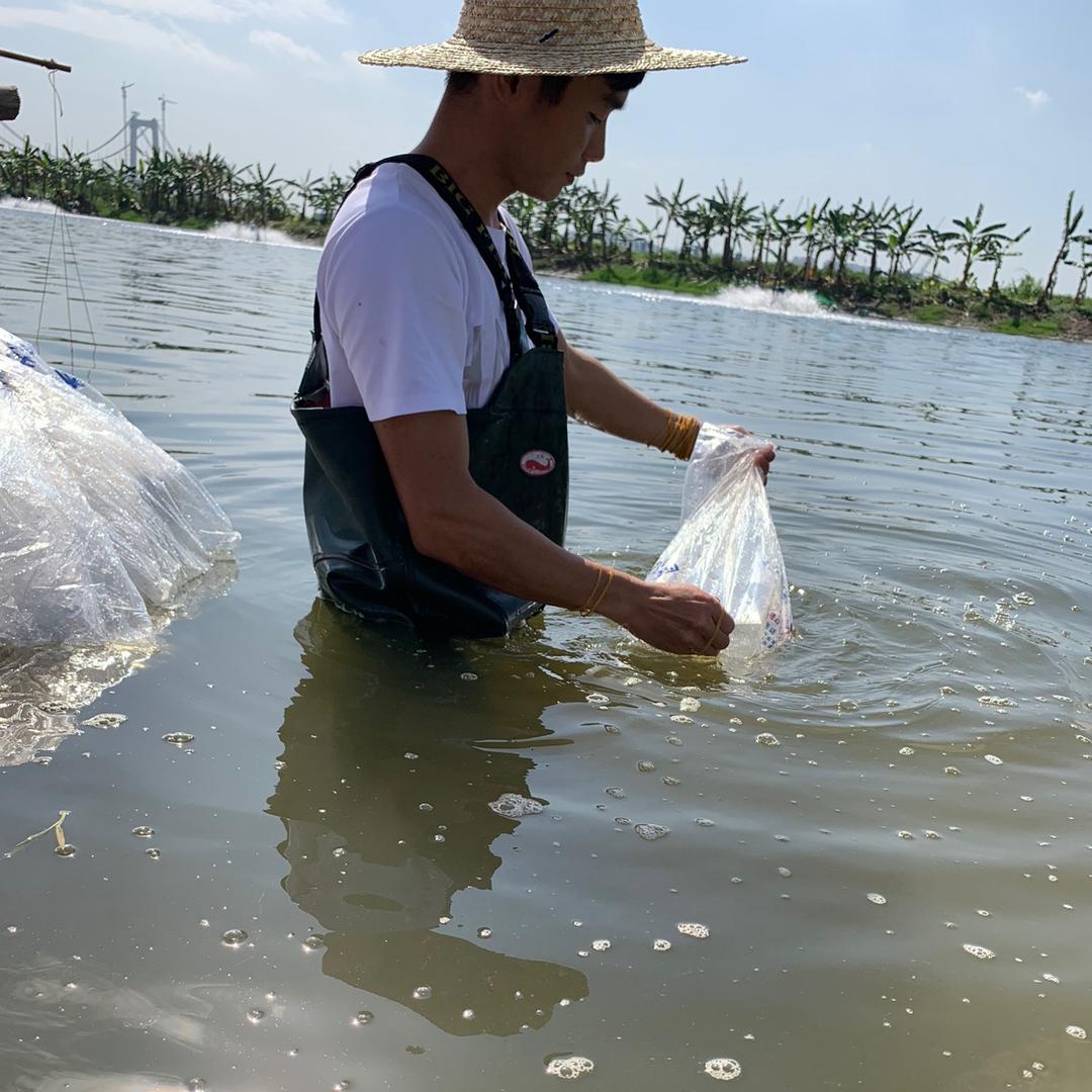 @东莞艺林水产🐟²⁰²⁵