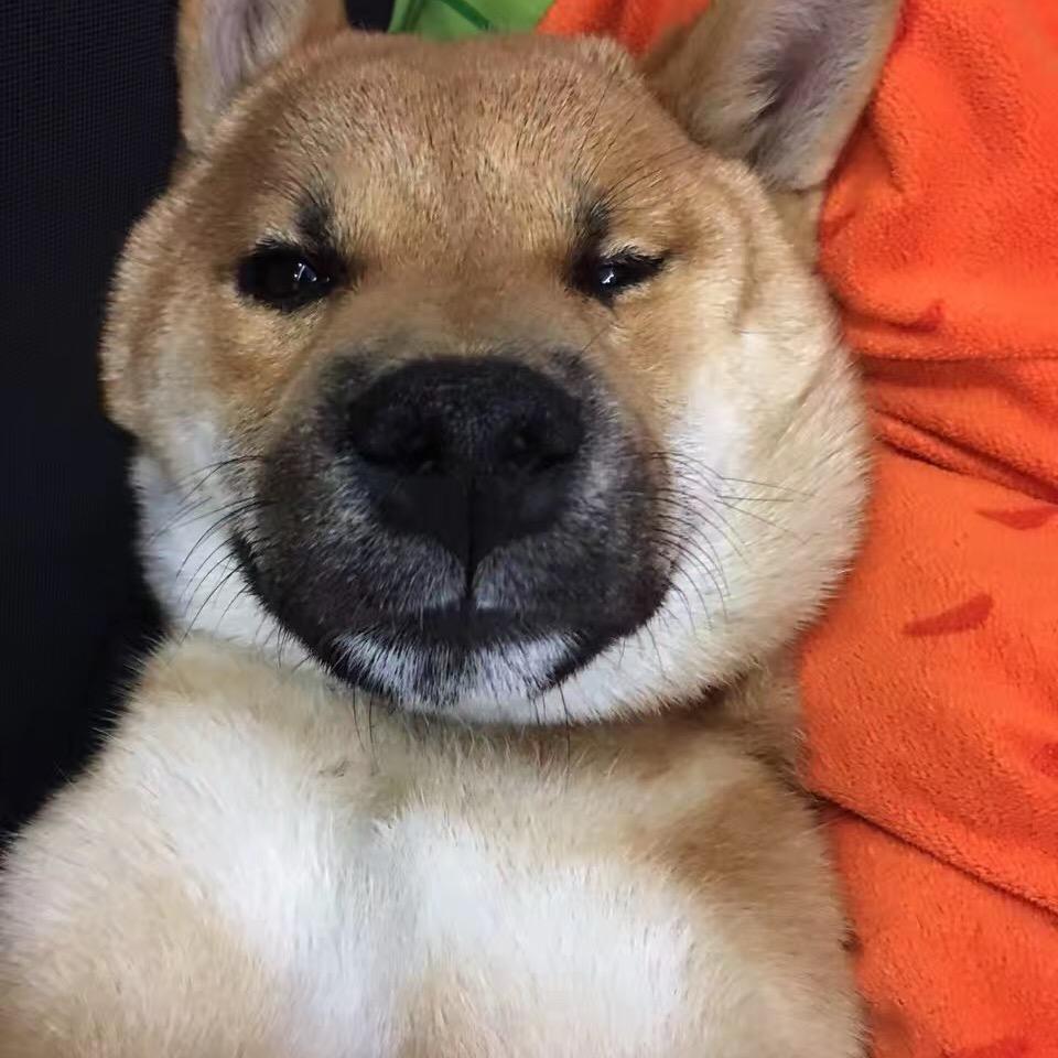 哇哇哇袜