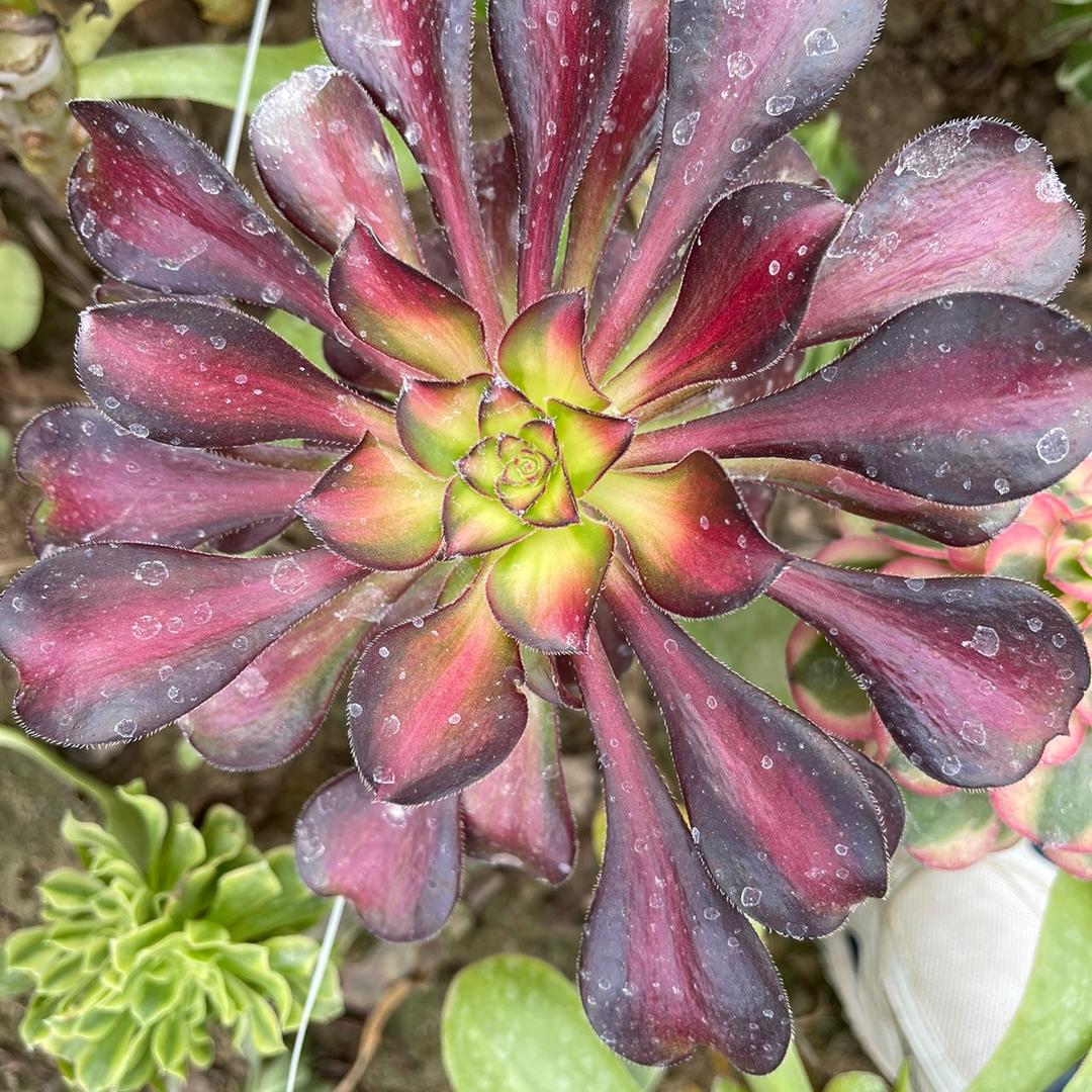 魅力花卉园艺农场
